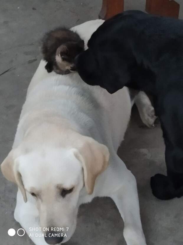 Коты спеют в марте