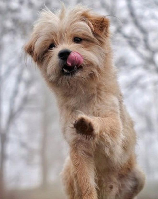 Пес дает лапу