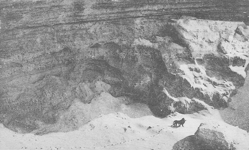 Последнее известное фото Берберийского льва, Африка, 1925 год. история, ретро, фото