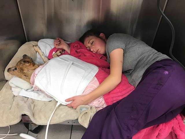 Собака чудом спаслась при пожаре! Но хозяева не захотели забирать ее обратно, оставив у врача Собака чудом спаслась при пожаре! Но хозяева не захотели забирать ее обратно, оставив у врача
