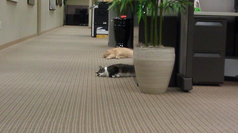 Офисные кошки животные, коты, офис