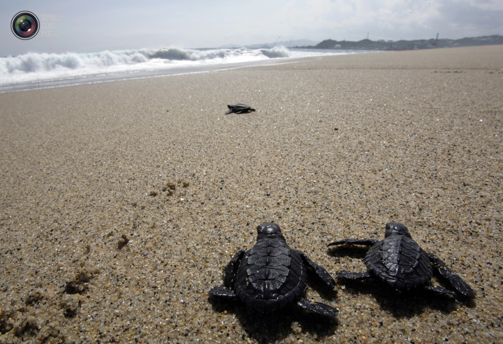 Ползут 3 черепахи. Занзибар Черепаший остров. Черепашата на Шри Ланке. Хиккадува черепахи. Маленькие Черепашки в море.