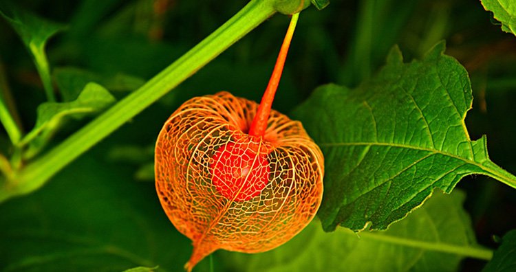 23 самых необычных фрукта и овоща, которые встречаются в природе 23 самых необычных фрукта и овоща, которые встречаются в природе