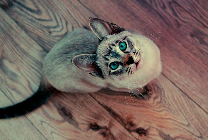 Кошка — индикатор кармы Испытываете ли вы к кошкам необъяснимую неприязнь?