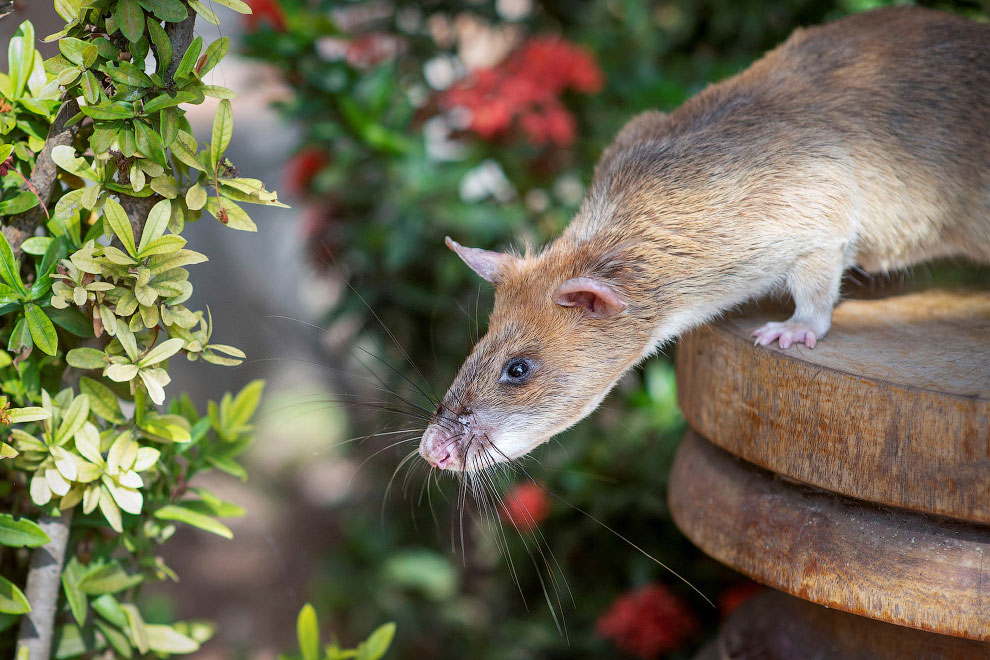 CAMBODIA-LANDMINES/RAT