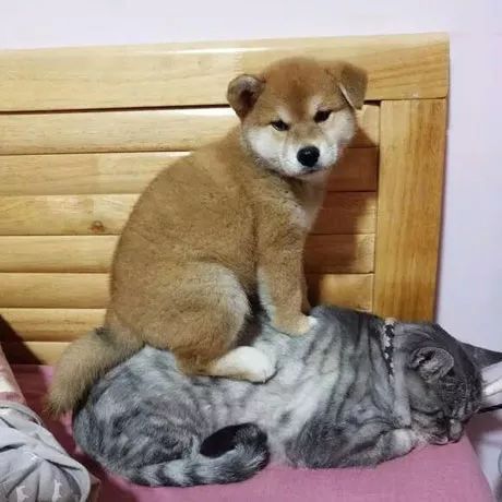 Мазай и Герасим Мазай и Герасим позитив