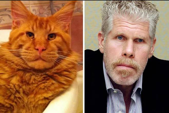 30 фото кошек породы мейн-кун, которые сделают вашего кота миниатюрным 30 фото кошек породы мейн-кун, которые сделают вашего кота миниатюрным