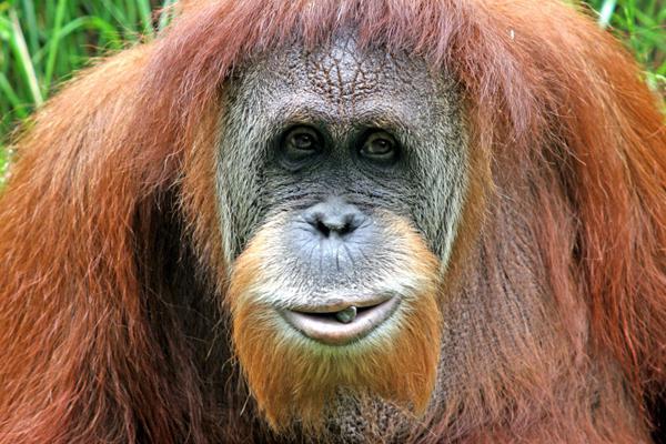 Орангутан суматранский: описание и фото