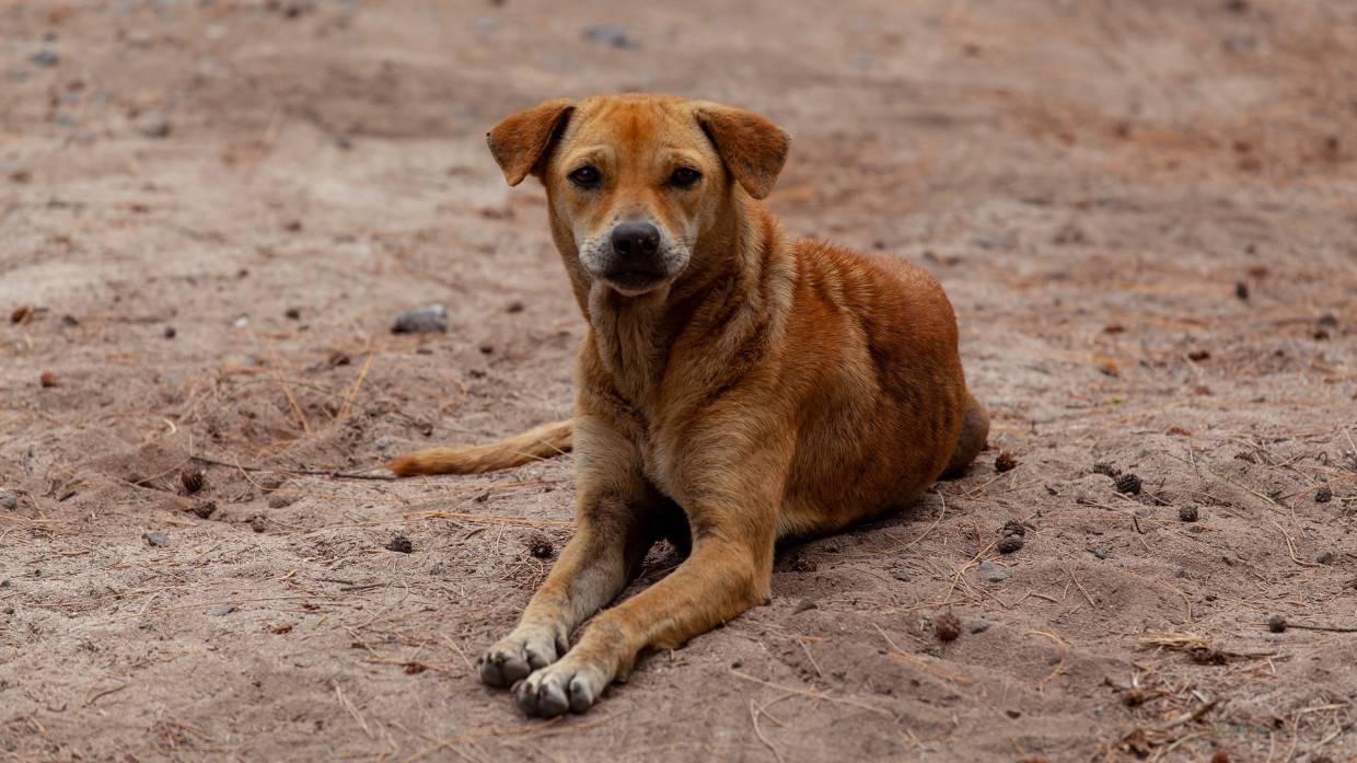 В Череповце зоозащитники спасли застрявшую в трубе дикую собаку
