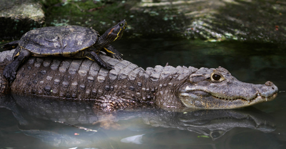 Крокодил-такси в зоопарке в Панама-Сити