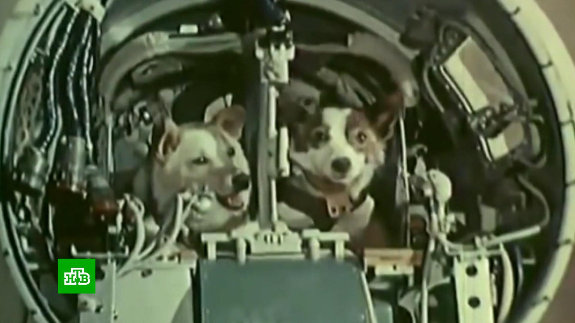 первые животные в космосе фото