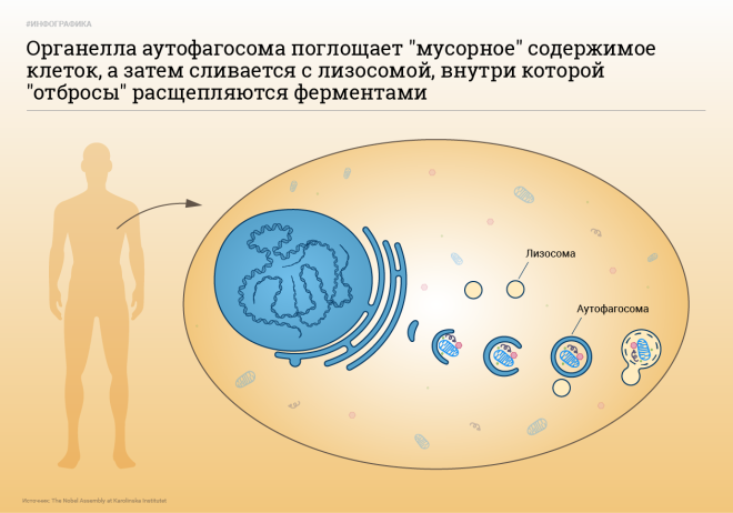 Инфографика: © L!FE