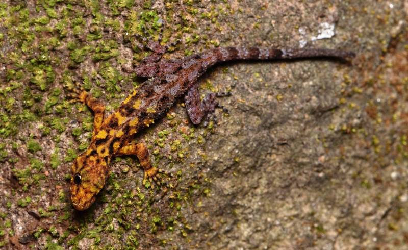 Ученые нашли новый вид необычайно яркого геккона