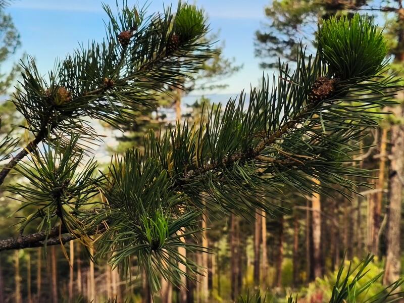 Минприроды продолжает расторгать договоры аренды с должниками