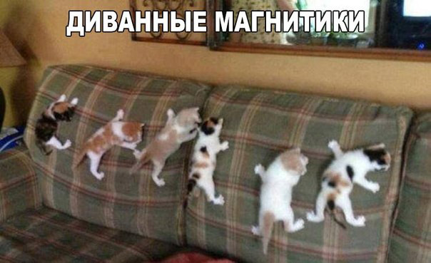 Фото приколы со смешными котами и кошками животные, коты, прикол