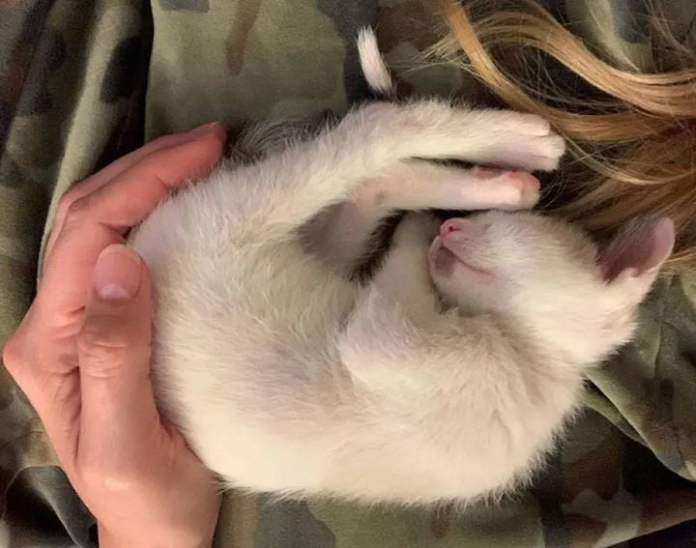 Без кота и жизнь не та