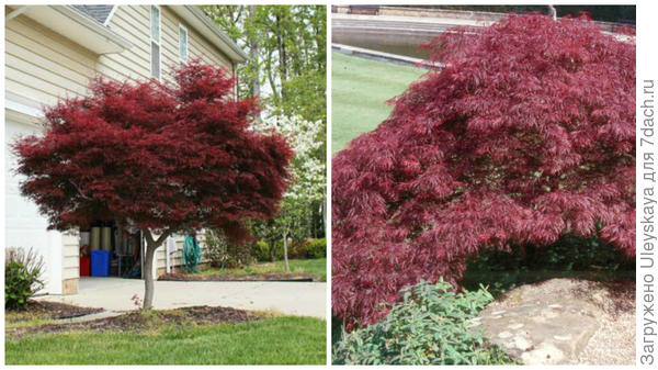 Клен веерный Bloodgood. Фото с сайта growerssolution.com. Клен веерный Burgundy Lace. Фото с сайта onlineplantguide.com.