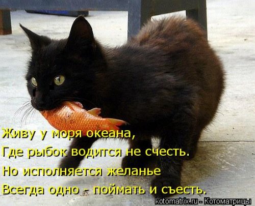 Новая котоматрица Новая котоматрица