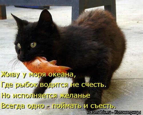 Новая котоматрица 