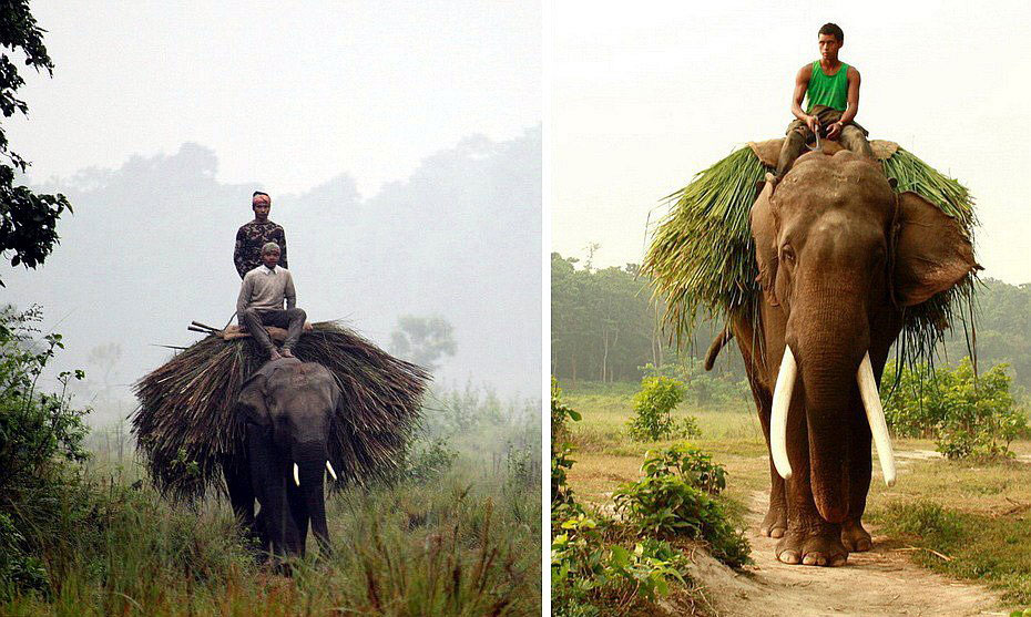 Знакомьтесь, слон животные,природа,Путешествия,фото
