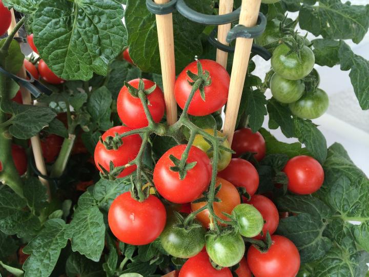Правильный способ сажать помидоры - так, чтобы они были выше 2 метров огород