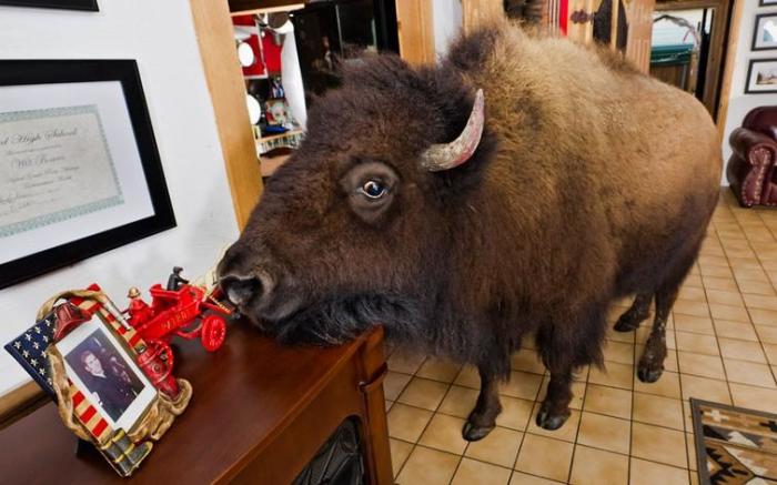 Каких питомцев заводят самые отважные любители домашних животных Каких питомцев заводят самые отважные любители домашних животных домашний очаг,животные,странности