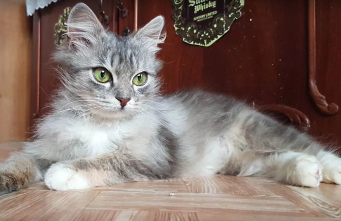 Маленькое чудо екатеринбург, котенок, коты, кошки, урал, хорошие люди, чудо
