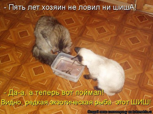 Новая котоматрица 