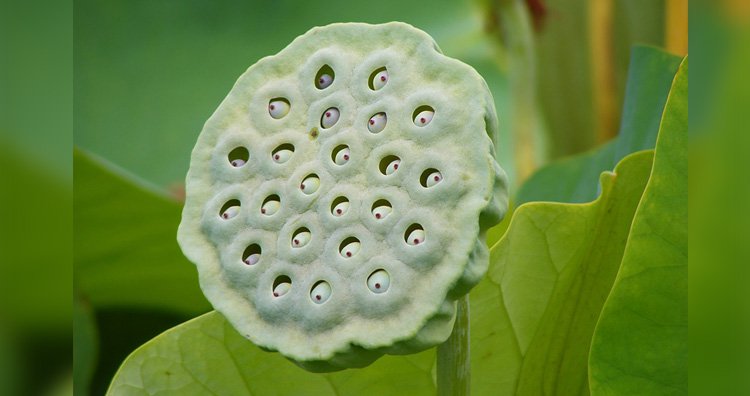 23 самых необычных фрукта и овоща, которые встречаются в природе 23 самых необычных фрукта и овоща, которые встречаются в природе