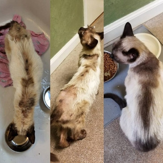 Стадии лечения кошки