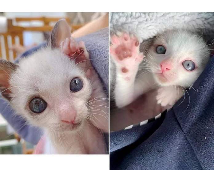 Без кота и жизнь не та