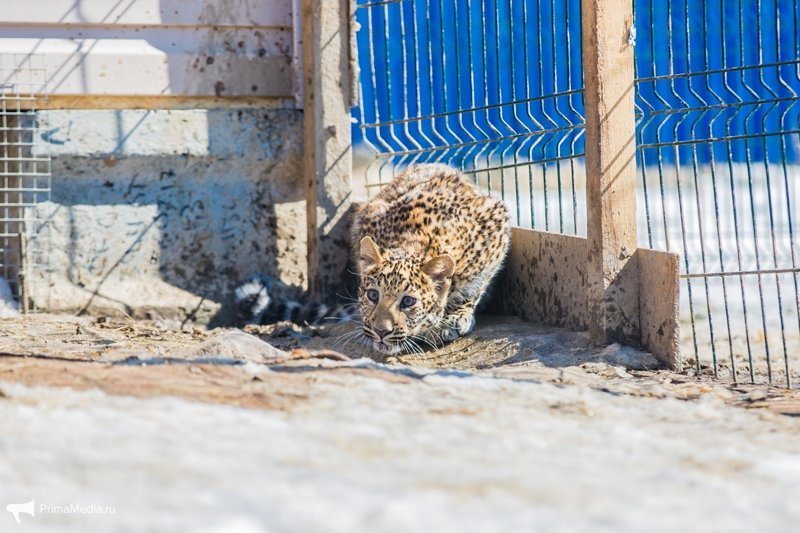 Леопардесса, выкормленная ретривером, привыкает в приморском зоопарке к новому другу леопард, приморский зоопарк, фоторепортаж