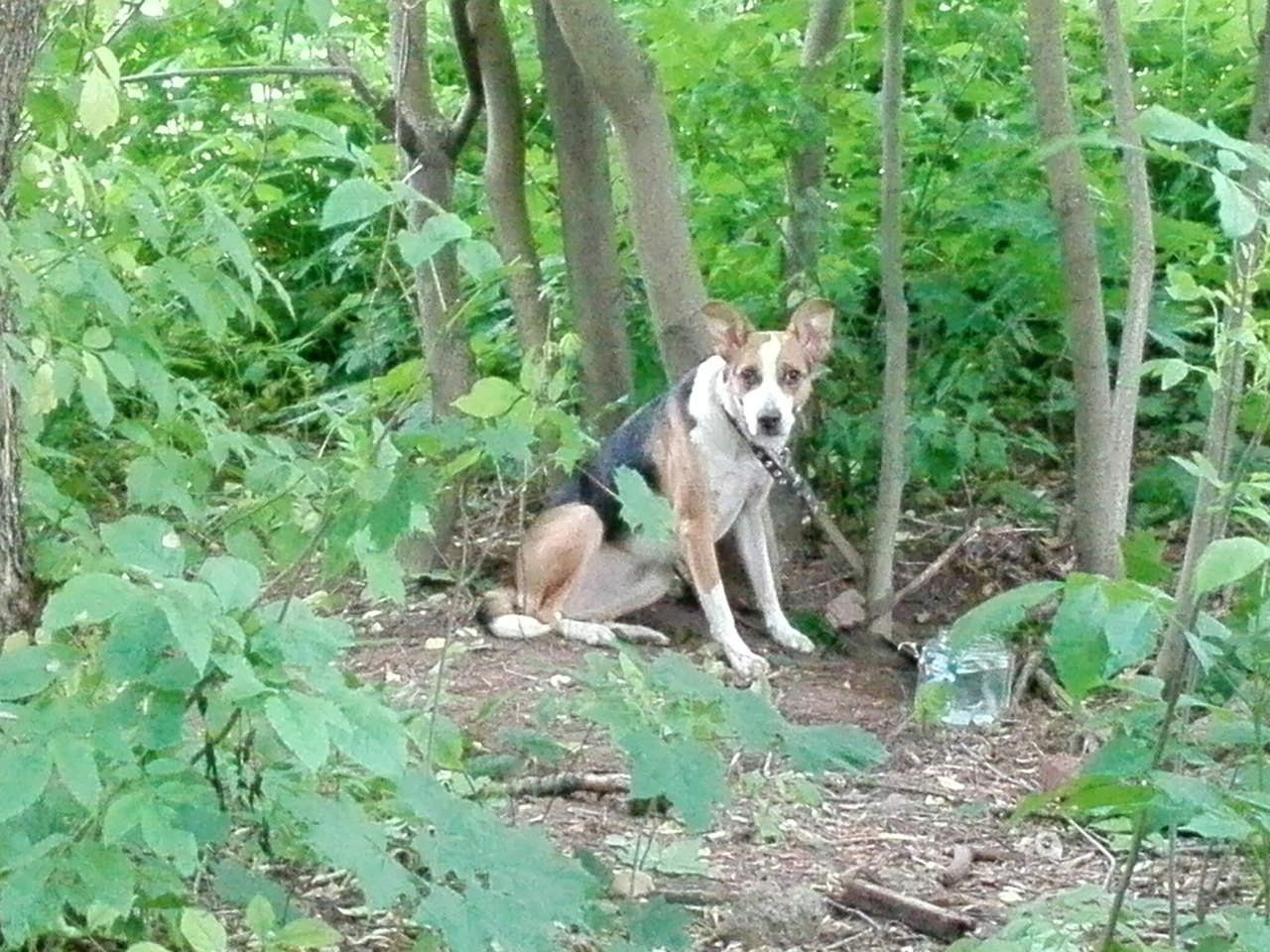 Привязанная собака в лесу