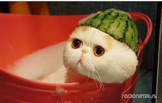 смешные животные