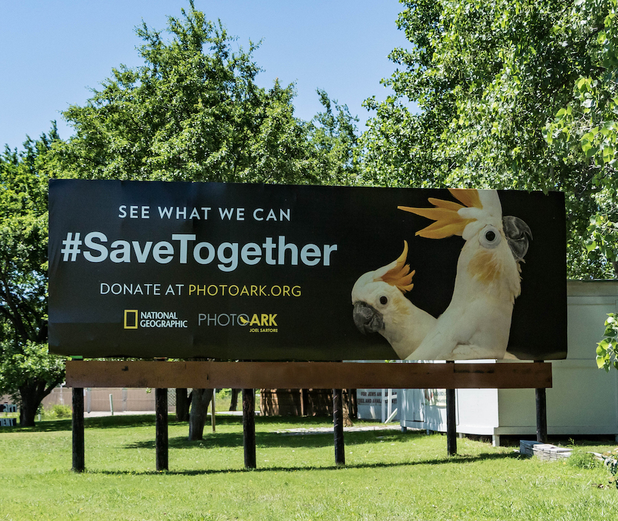 National Geographic начал кампанию, посвященную сохранению исчезающих видов