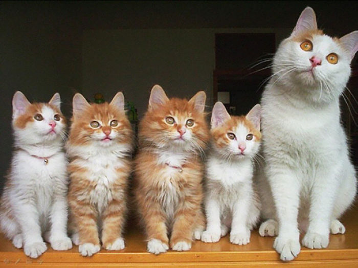 Cat Family