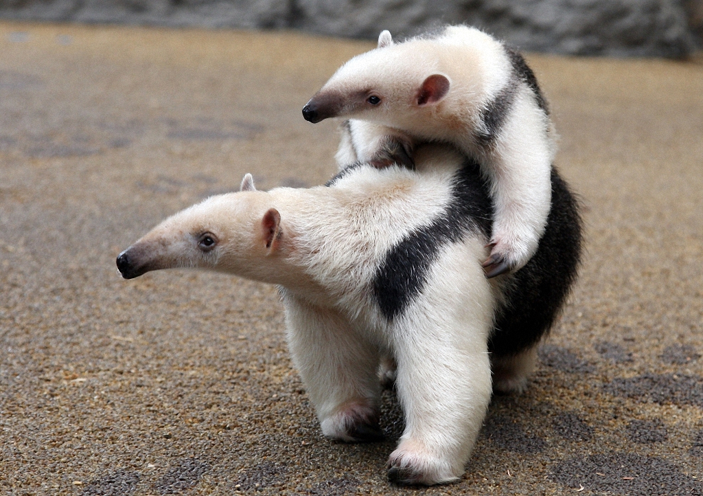 Детёныши и их мамы Детёныши и их мамы животные,интересное,позитив