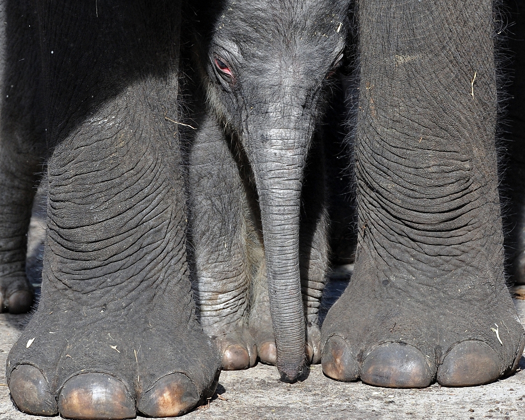 Детёныши и их мамы Детёныши и их мамы животные,интересное,позитив