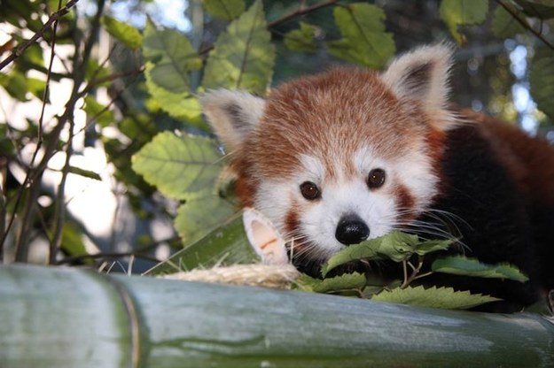 And this shy red panda cub.