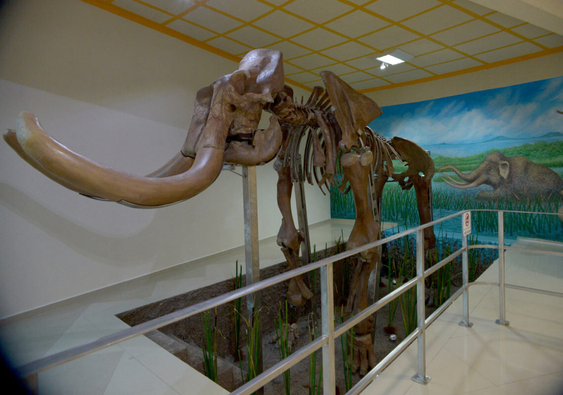 Скелет реконструировали и выставили в музее в Мехико. Источник: https://www.mexicodesconocido.com.mx/el-museo-del-mamut-en-tultepec.html