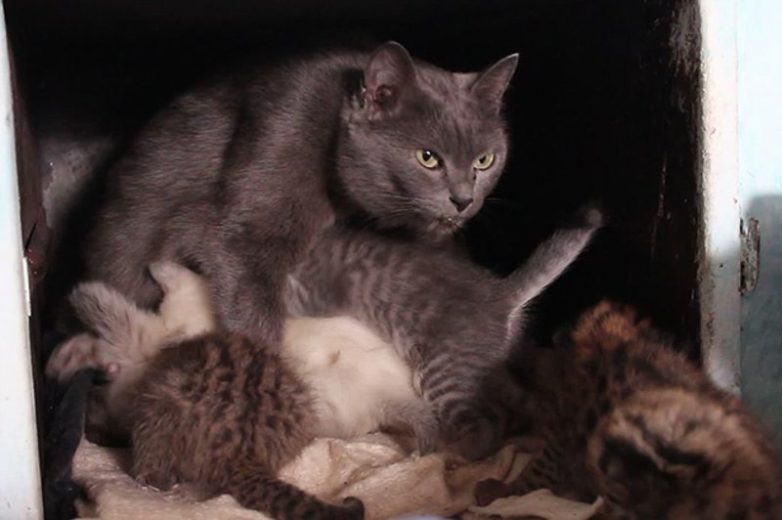 Диких дальневосточных котят усыновила обычная кошка