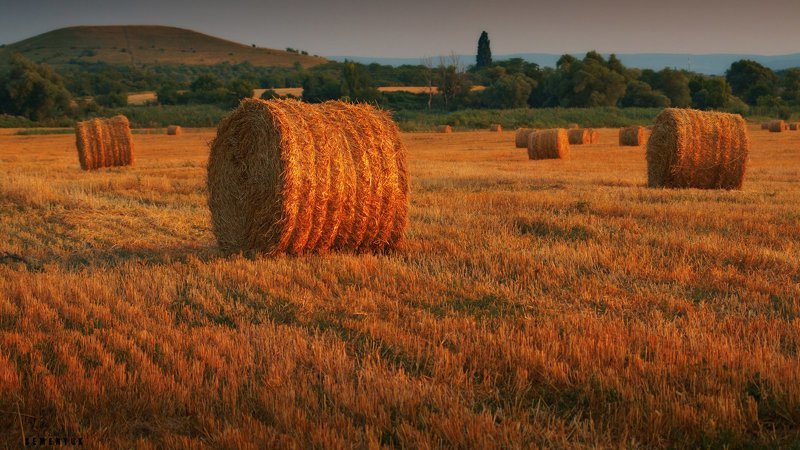 Красота (и пустота) русских полей аграрная культура, поле, россия, сельская местность, эстетика