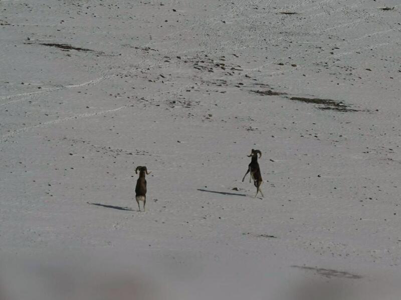 Бараны аргали / Фото: Алексей Кужлеков