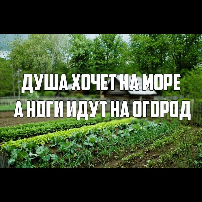 Летием победы, работа на грядках прикольные картинки