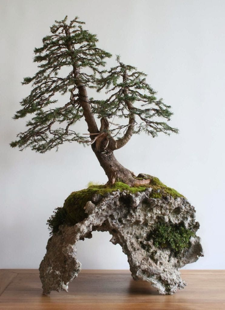 Карликовые деревья для дома: особенности ухода и фото уютных вариантов Карликовые деревья для дома: особенности ухода и фото уютных вариантов идеи для дома,комнатные растения