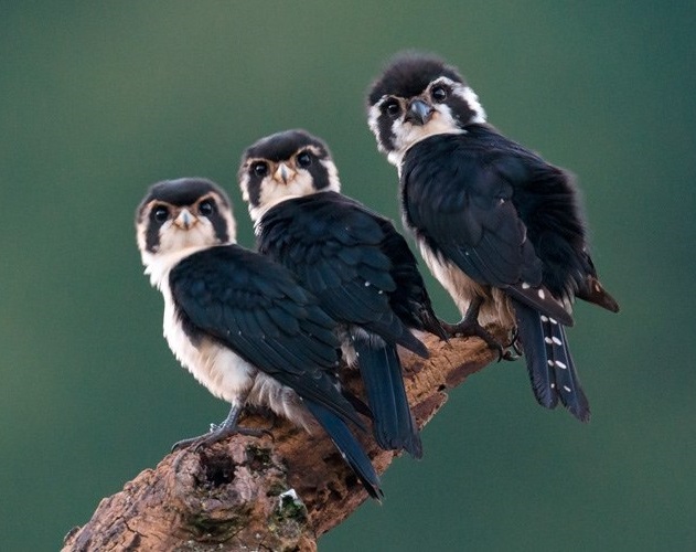 Классные и завораживающие фотографии из нашей жизни Классные и завораживающие фотографии из нашей жизни смешные картинки,угарные фотки,фото приколы