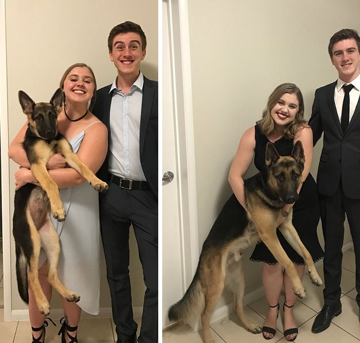 Любителям собакенов: большие собаки созданы для людей с огромным сердцем 