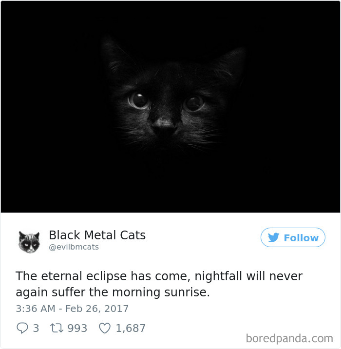 Black-metal-cats-lyrics-tweets