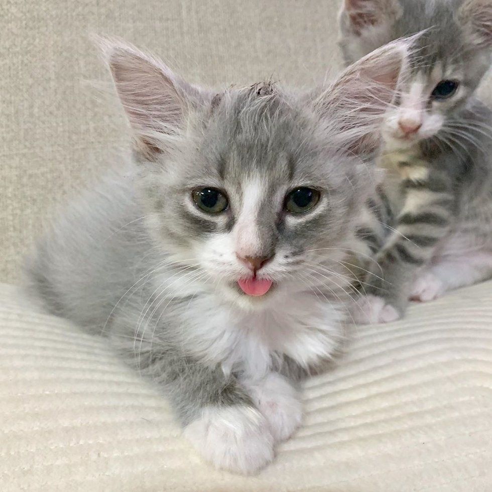 Недоношенные котята, обнявшиеся, чтобы выжить, получили помощь как раз вовремя 