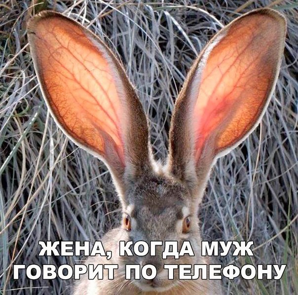 Очередная подборка картинок с подписями картинки с подписями, подборка, юмор